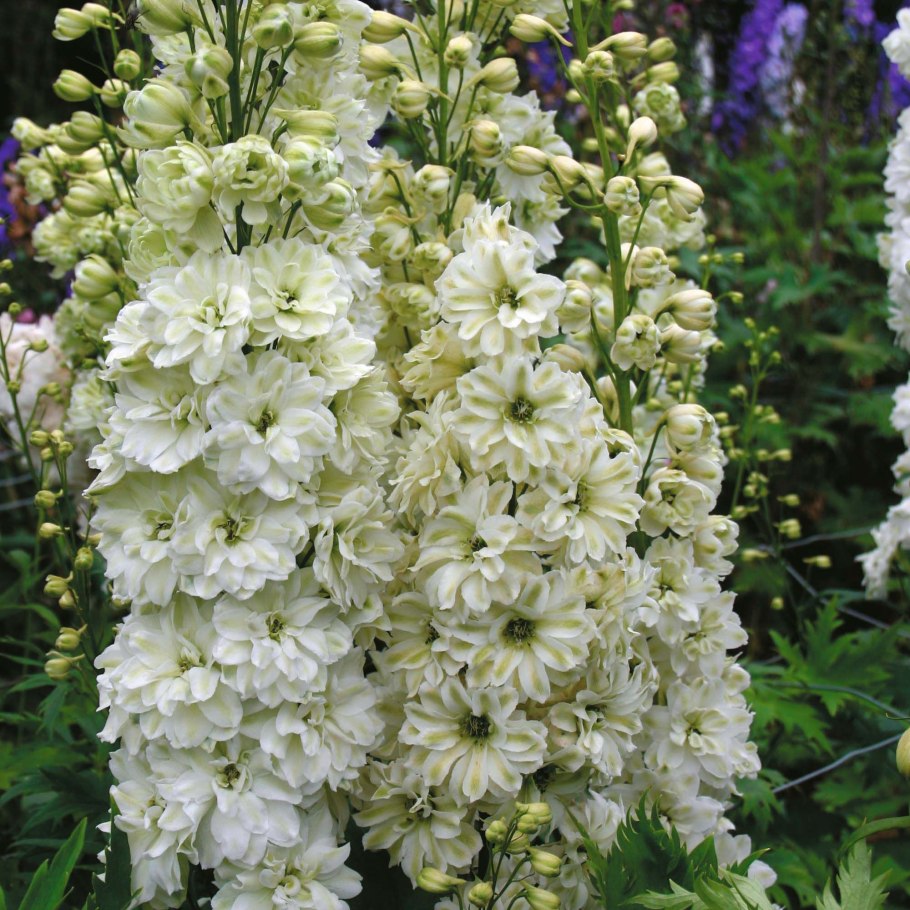 Дельфиниум морнинг Санрайз