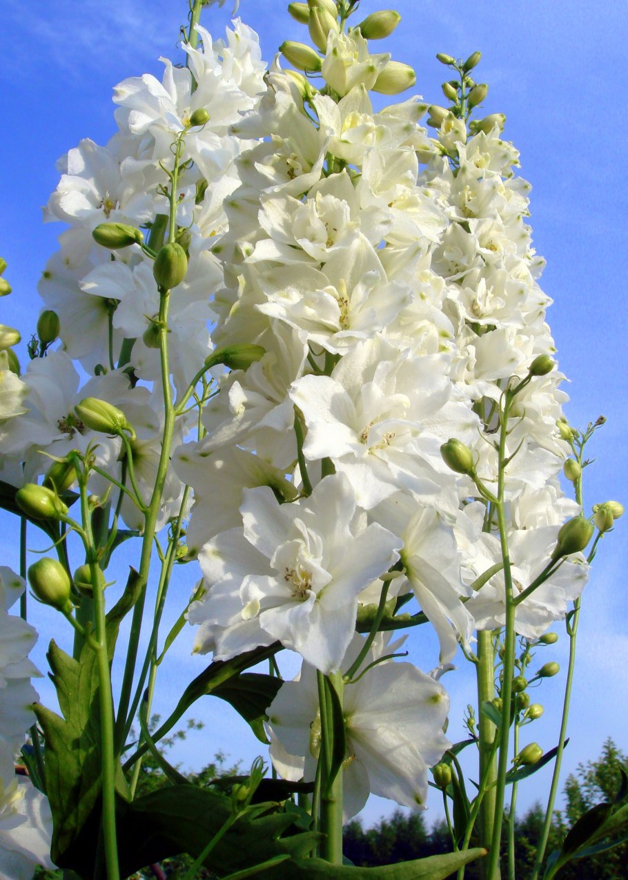 Дельфиниум Casablanca