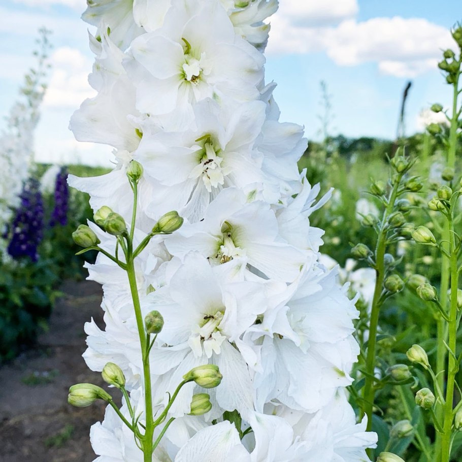 Дельфиниум Монинг Санрайз