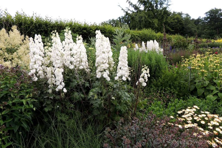 Дельфиниум Галахад белый