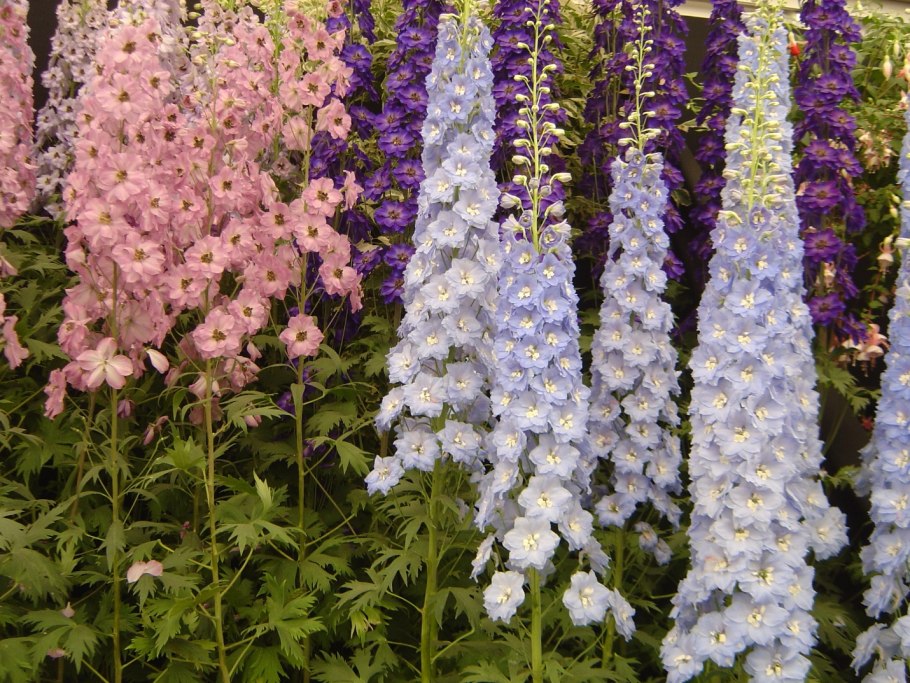 Дельфиниум Тихоокеанский Галахад