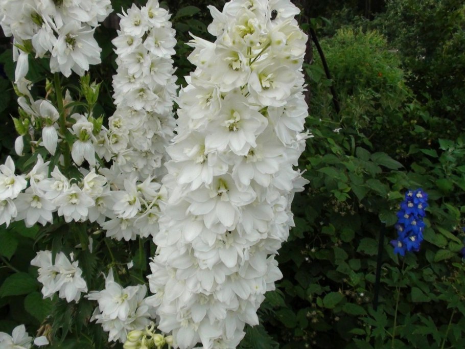 Дельфиниум Дельфис Диамант