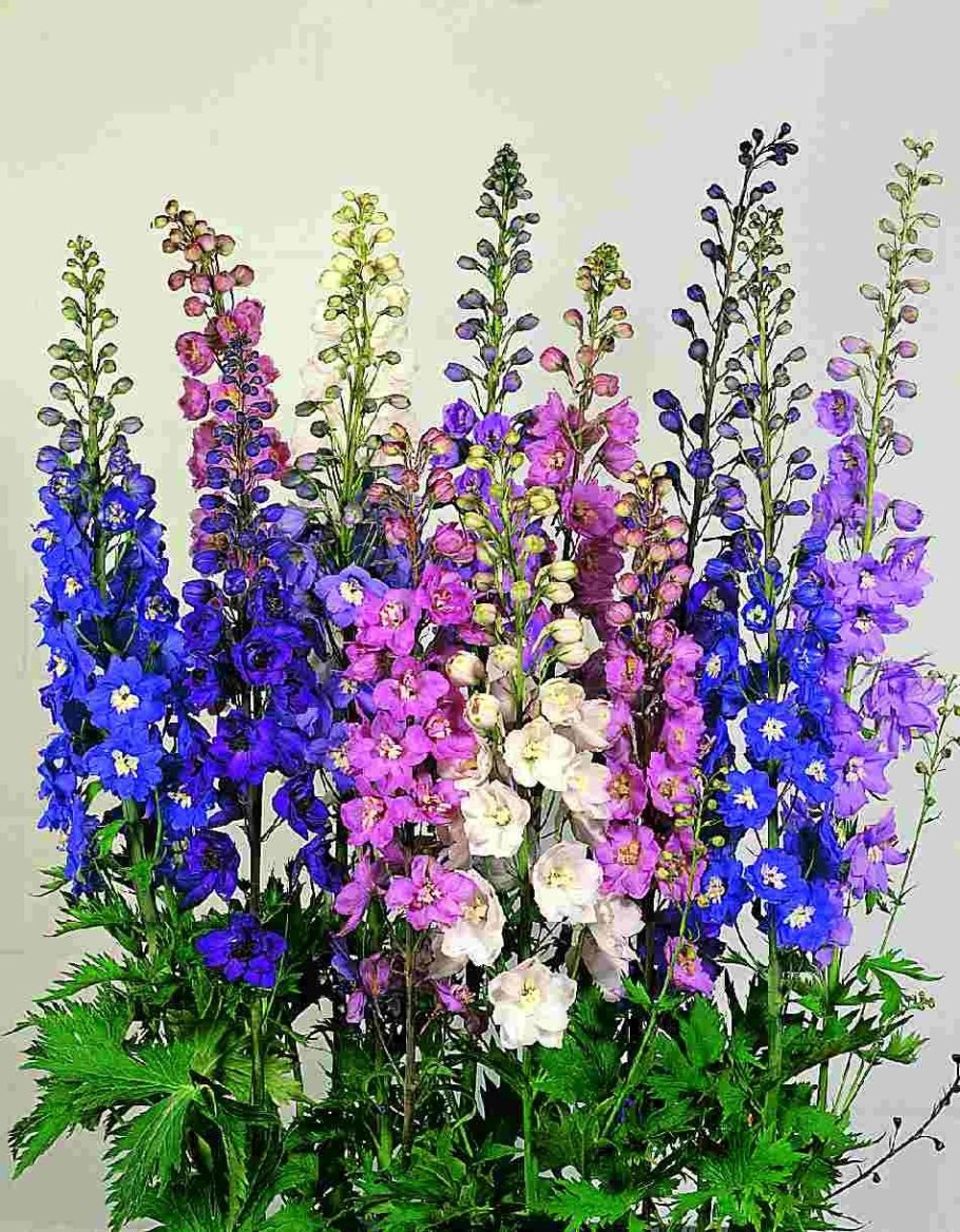 Дельфиниум гибридный