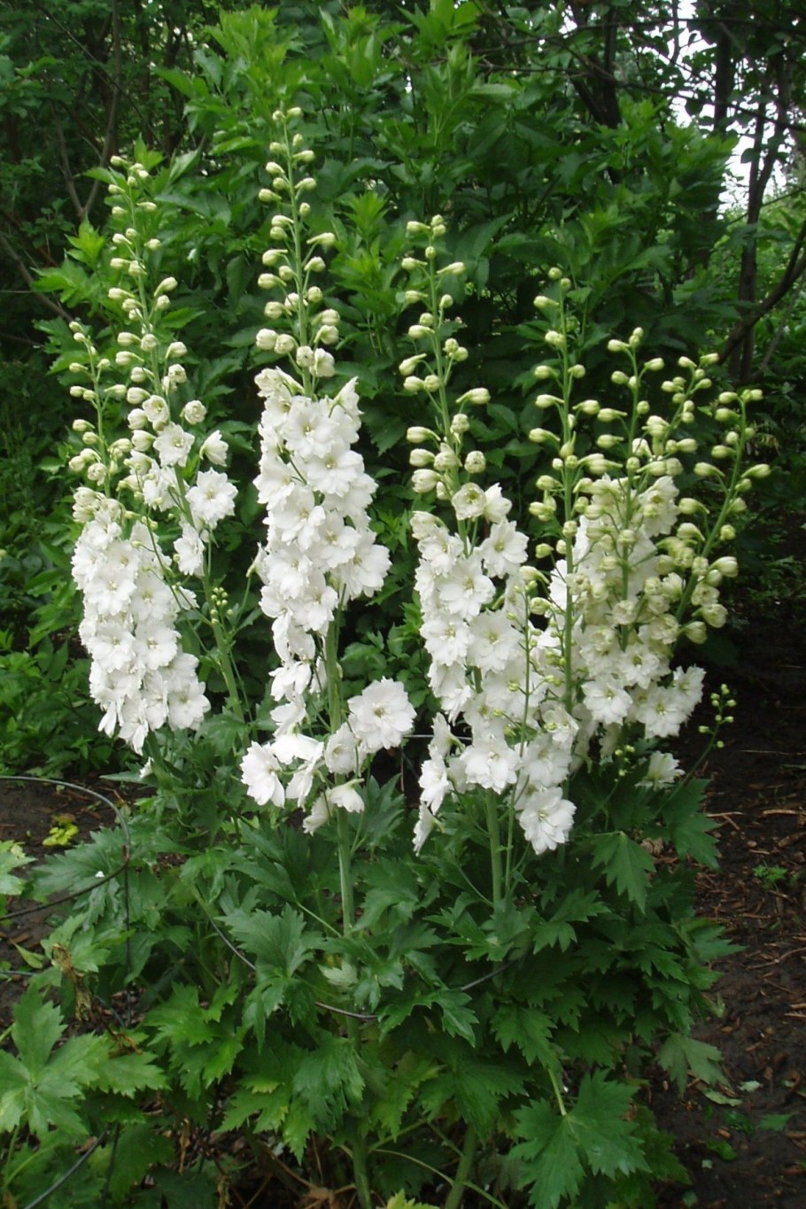 Дельфиниум Гвардиан Вайт