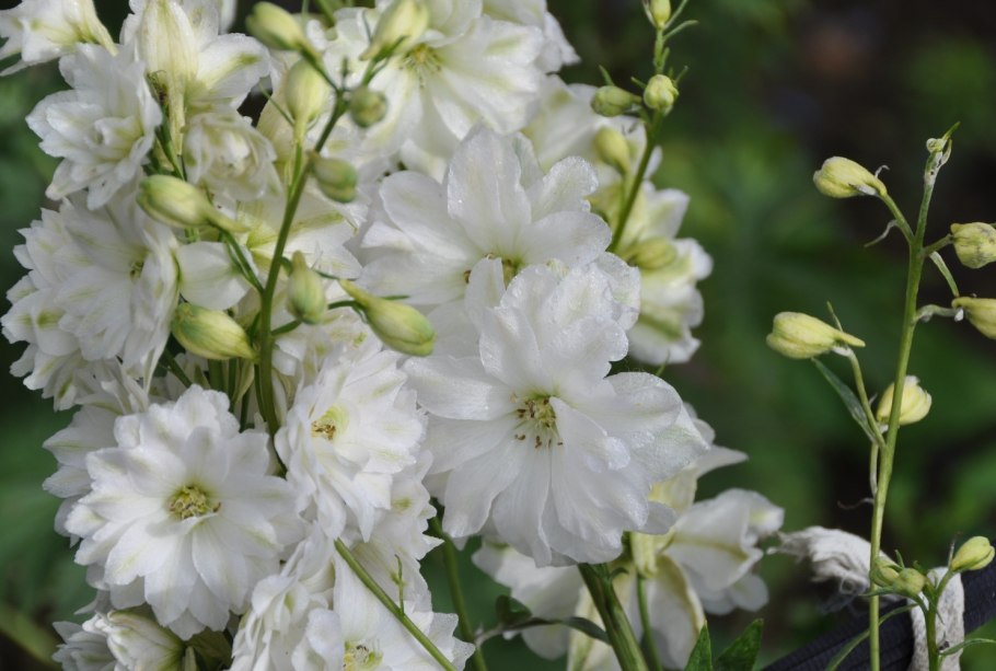 Дельфиниум культурный Галахад