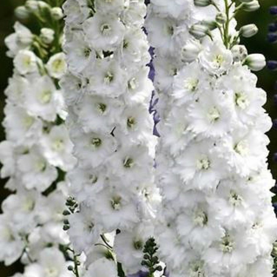 Дельфиниум культурный Галахад