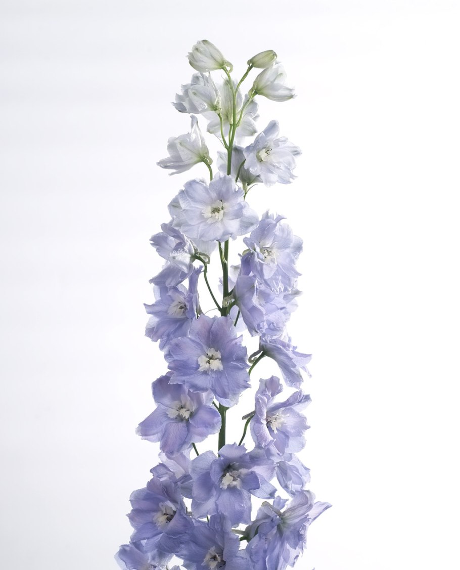 Дельфиниум баллклейд