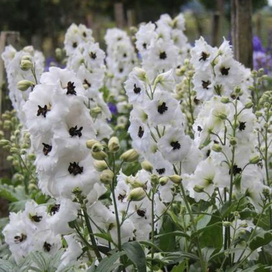 Дельфиниум новозеландский Black eyed Angels