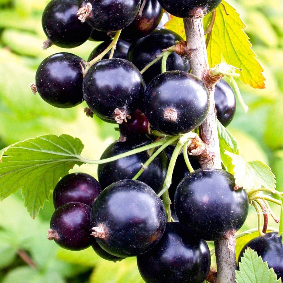 Смородина красная (ribes rubrum &#96;Натали&#96;)