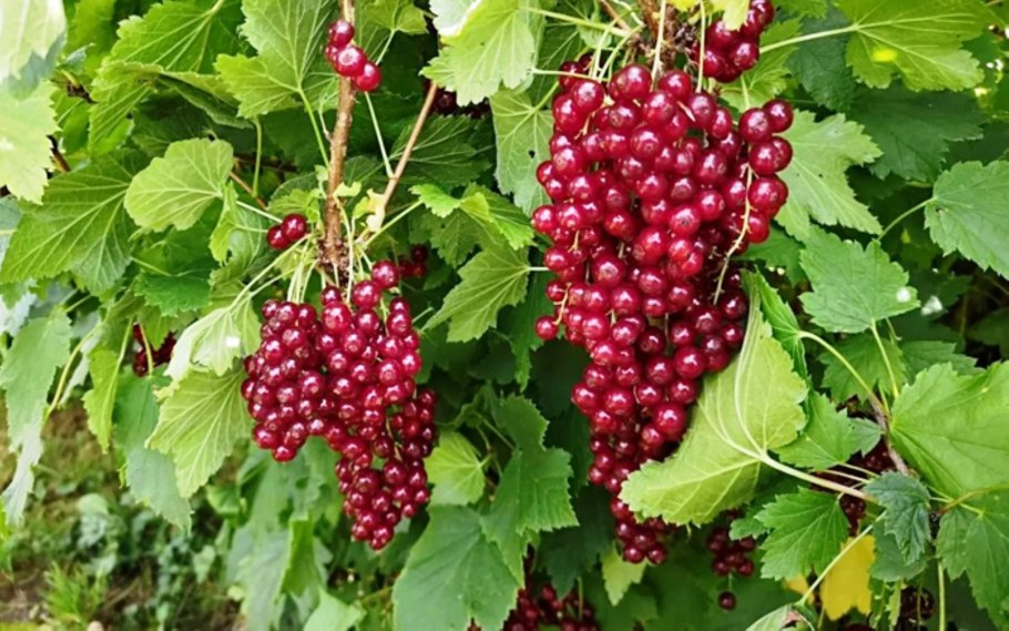 Смородина красная мармеладница