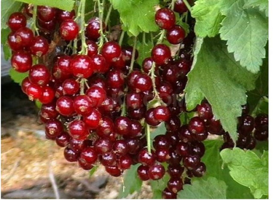 Смородина красная мармеладница