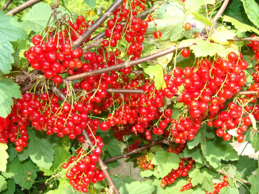 Смородина красная сорт Ася