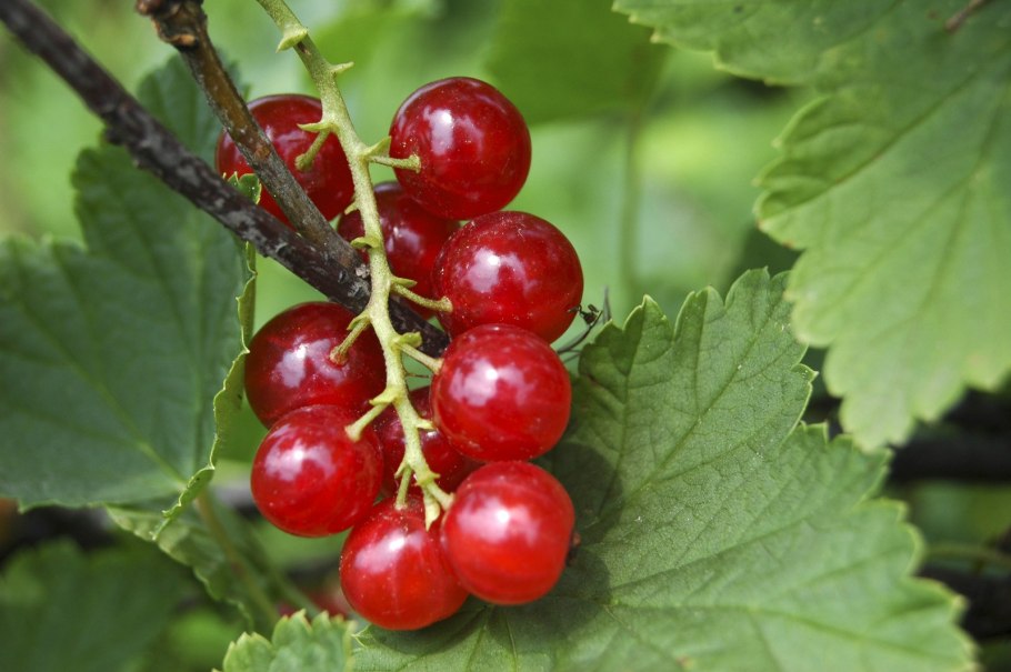 Красная смородина россыпь