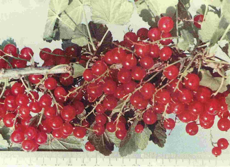 Смородина красная - ribes rubrum