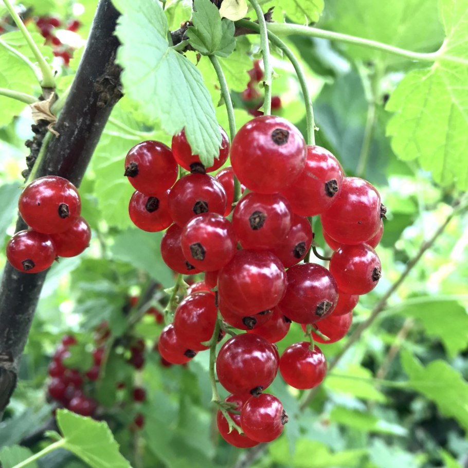 Смородина красная рачновская