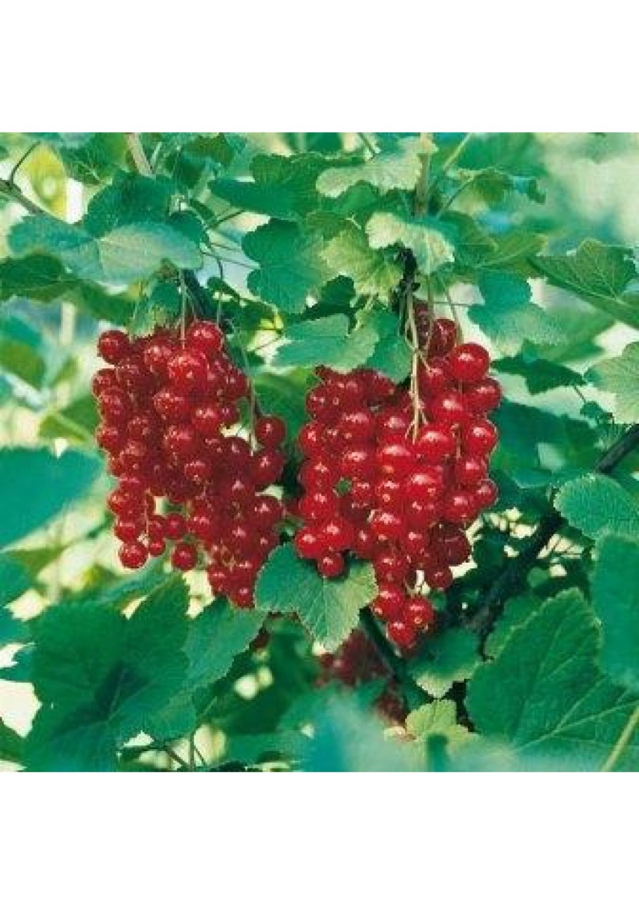 Смородина Джонкер Ван тетс