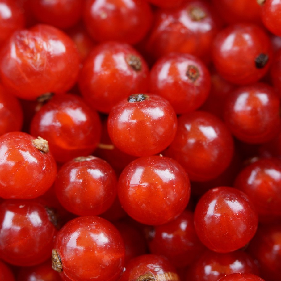 Смородина красная мечта