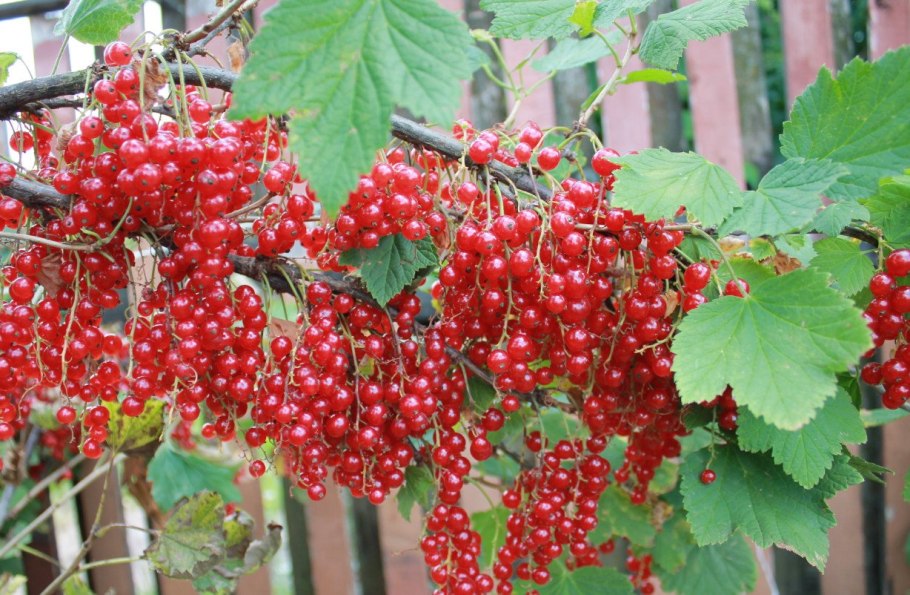 Смородина (Рассветная) красная