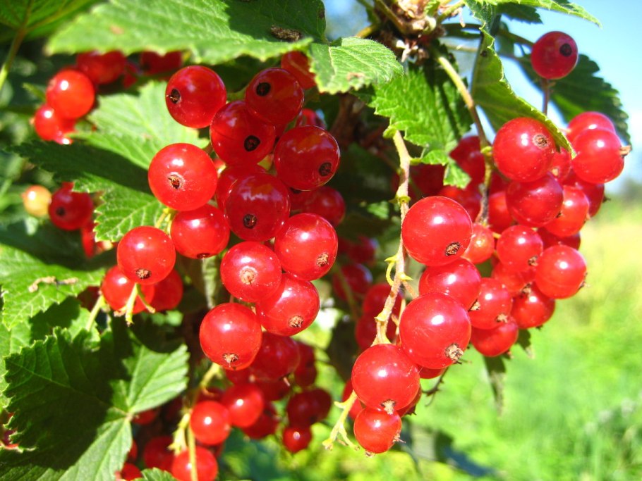 Смородина красная Ильинка