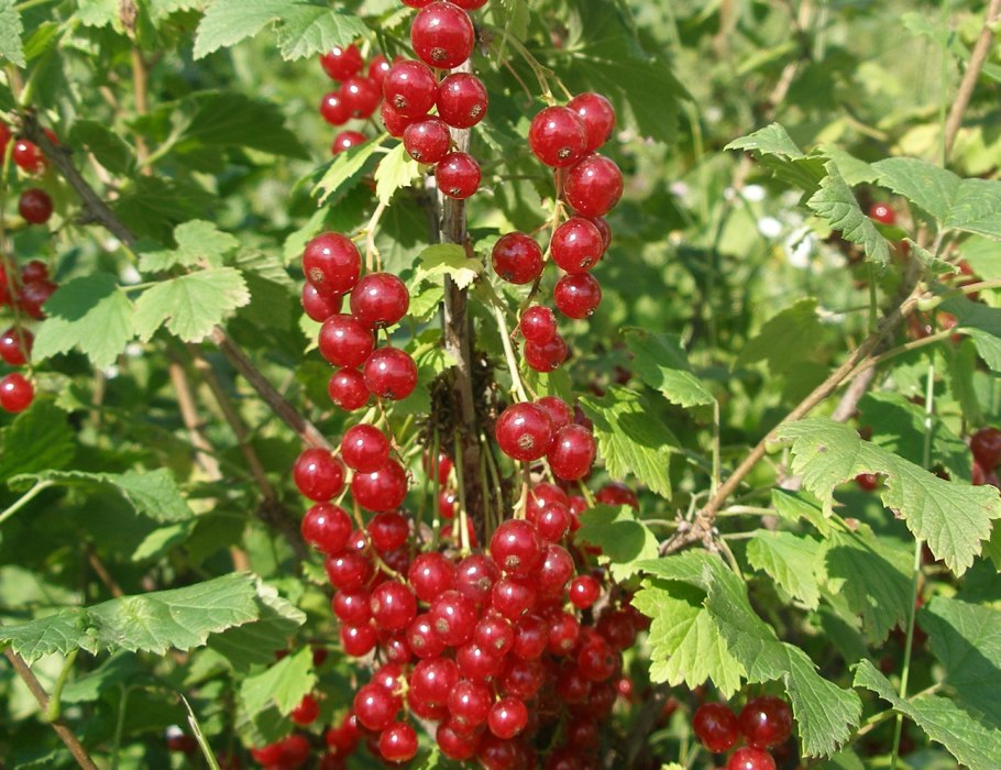 Смородина Вишневая Виксне