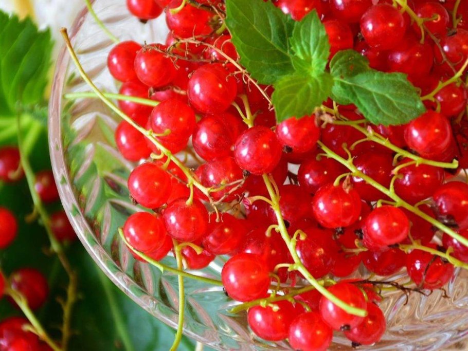 Смородина красная Фертоди