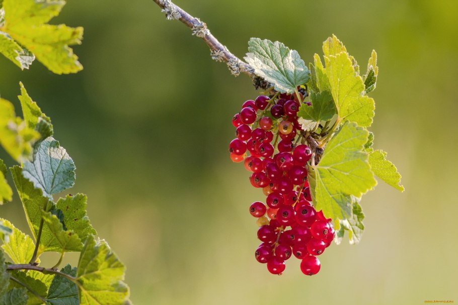 Кусты малины и смородины