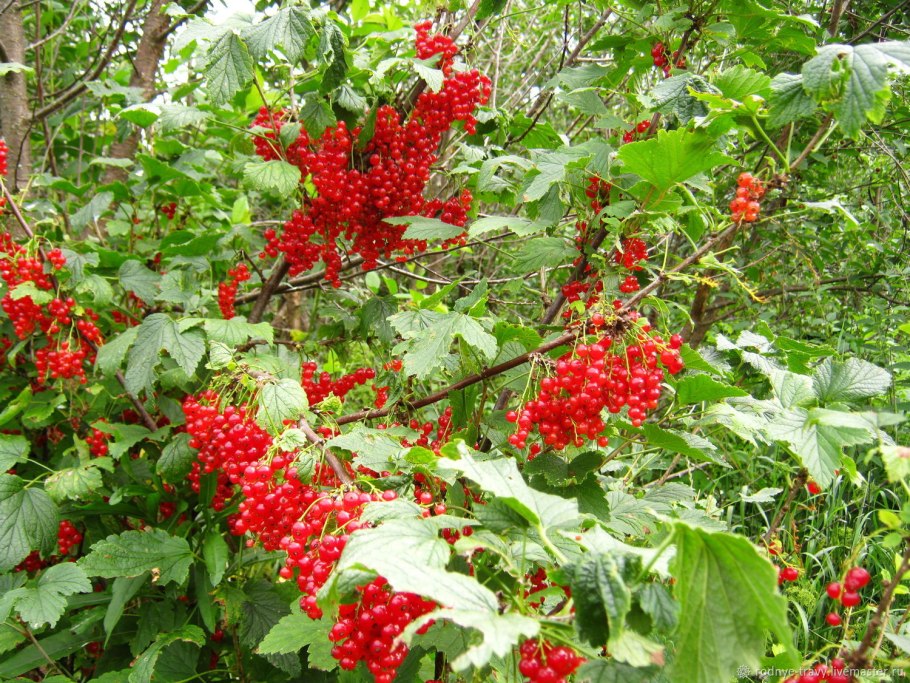 Смородина Вишневая Виксне