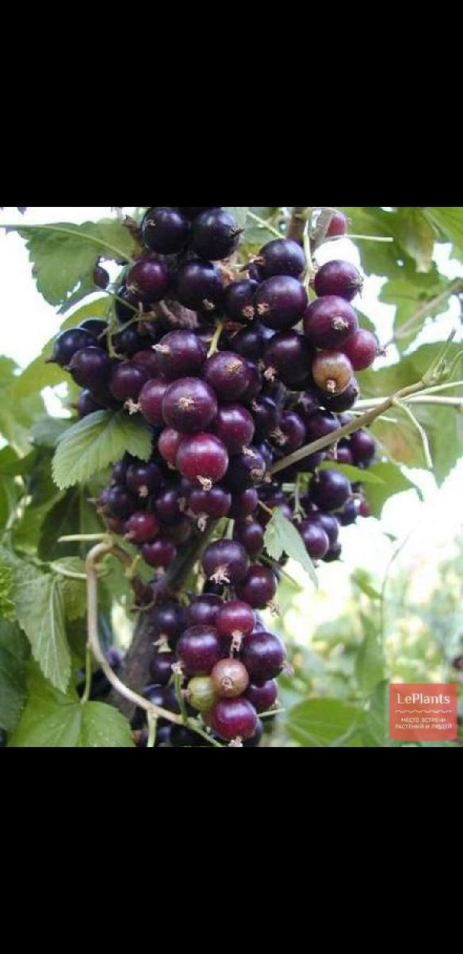 Смородина алая Зорька