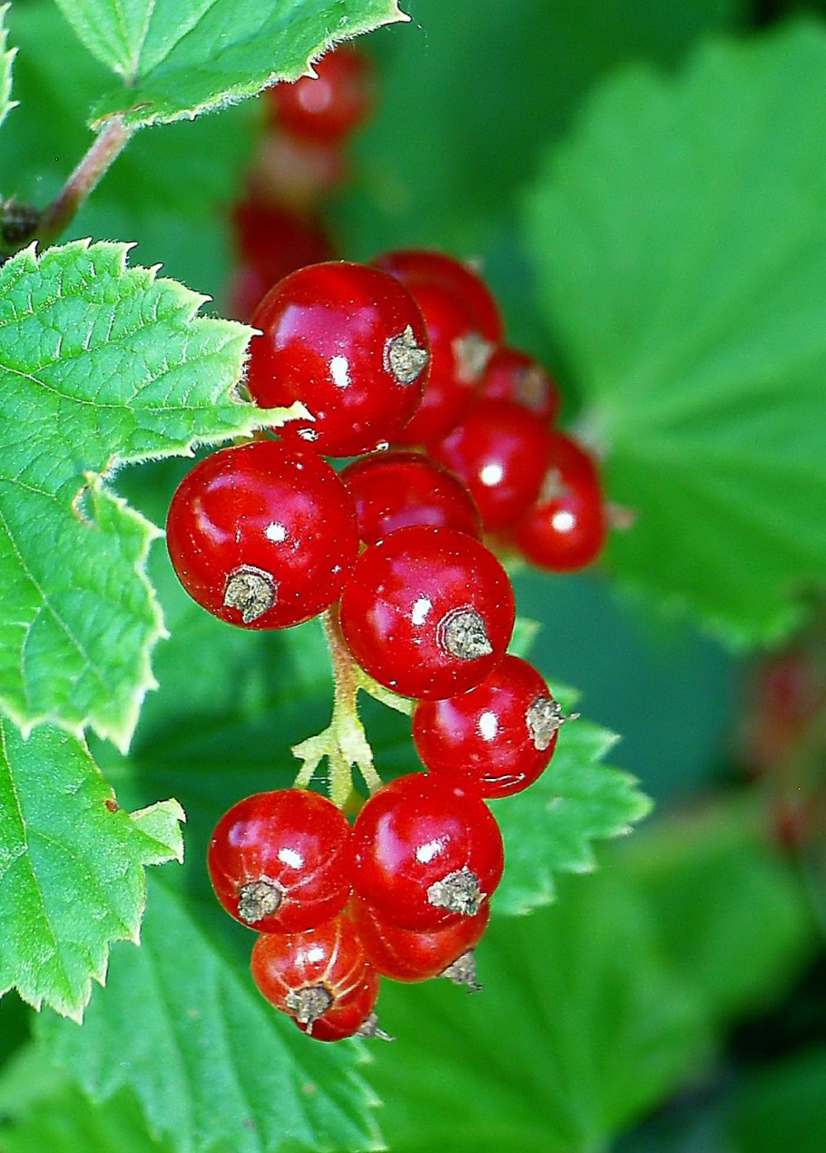 Смородина красная Длиннокистная