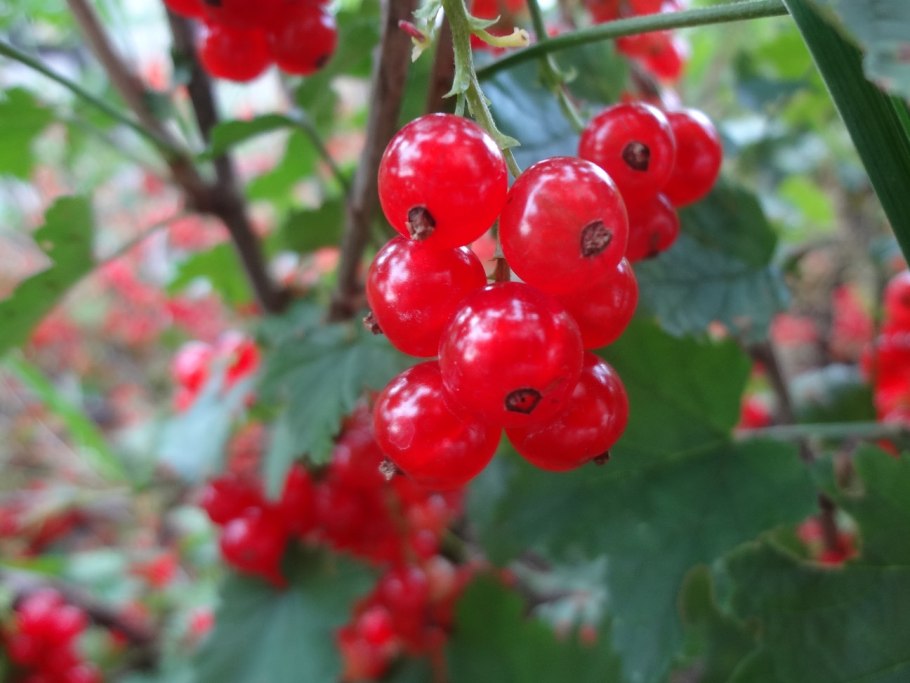 Смородина красная Валентиновка ягоды