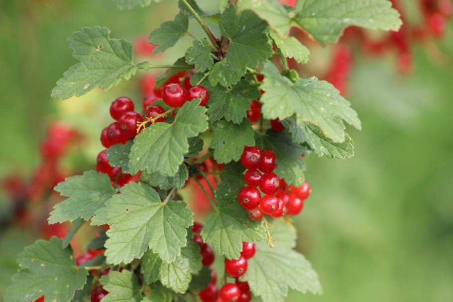 Смородина красная Rosetta