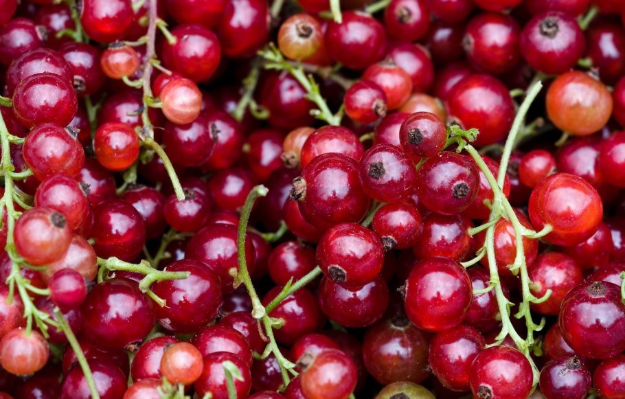 Смородина красная Андрейченко куст