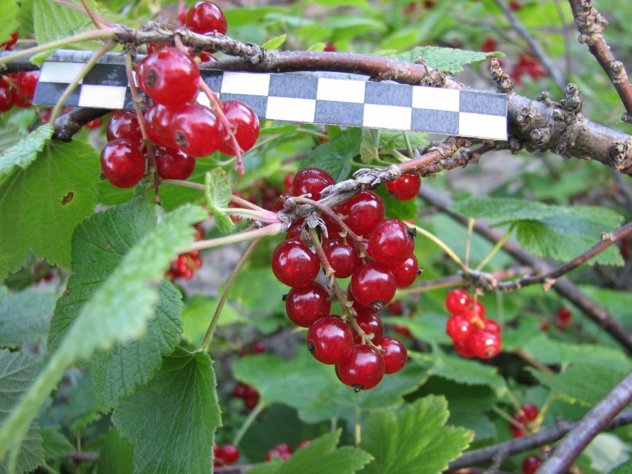 Смородина черная Ильинка