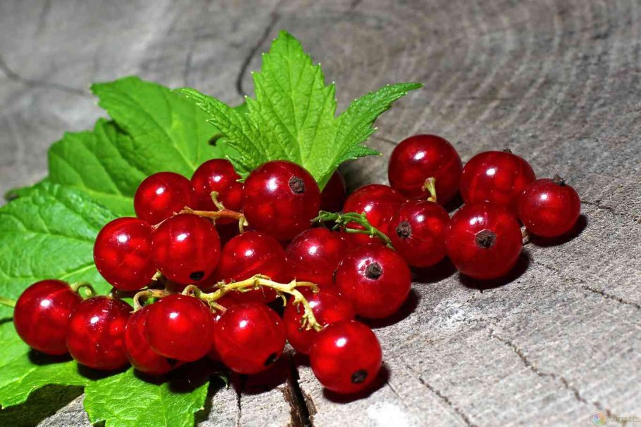 Смородина Йонкер Ван тетс