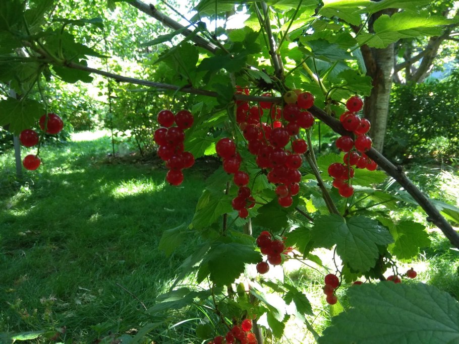 Смородина Вишневая Виксне