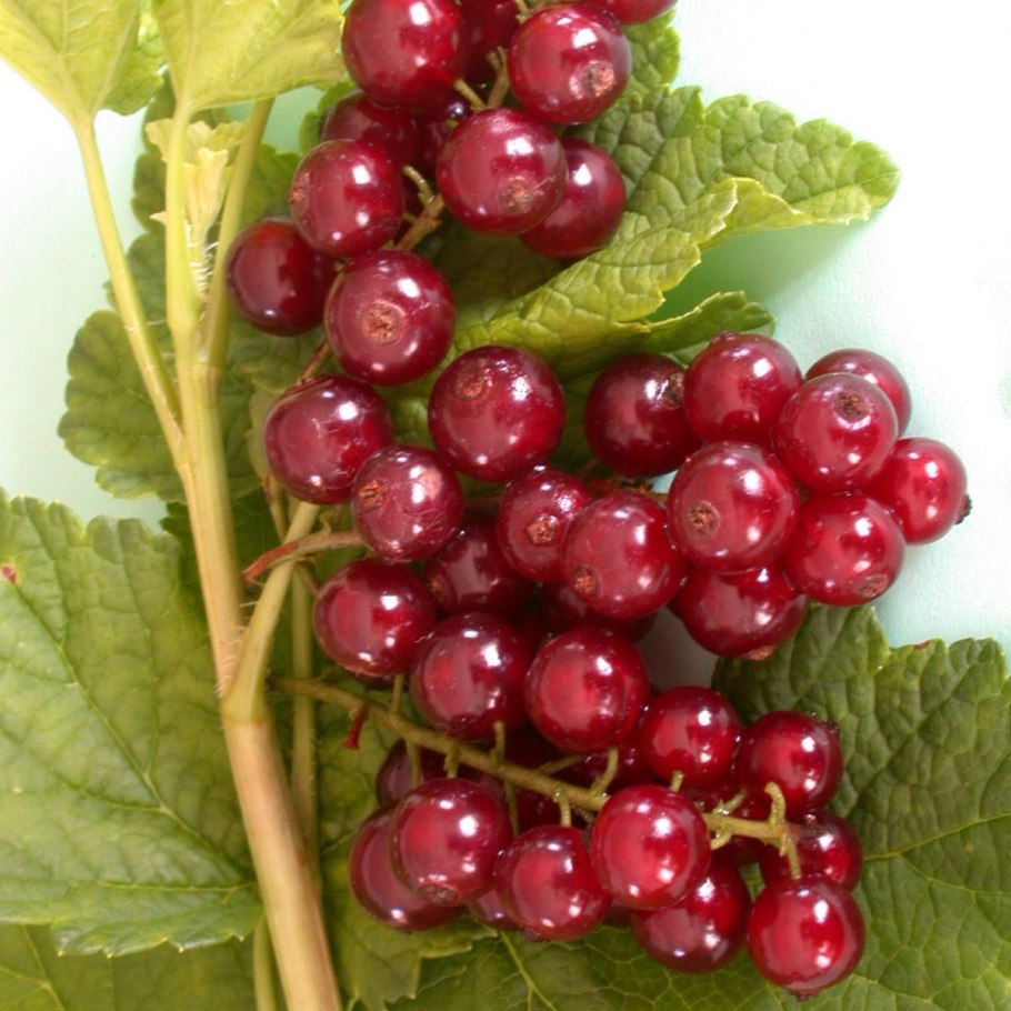 Ягоды красной смородины