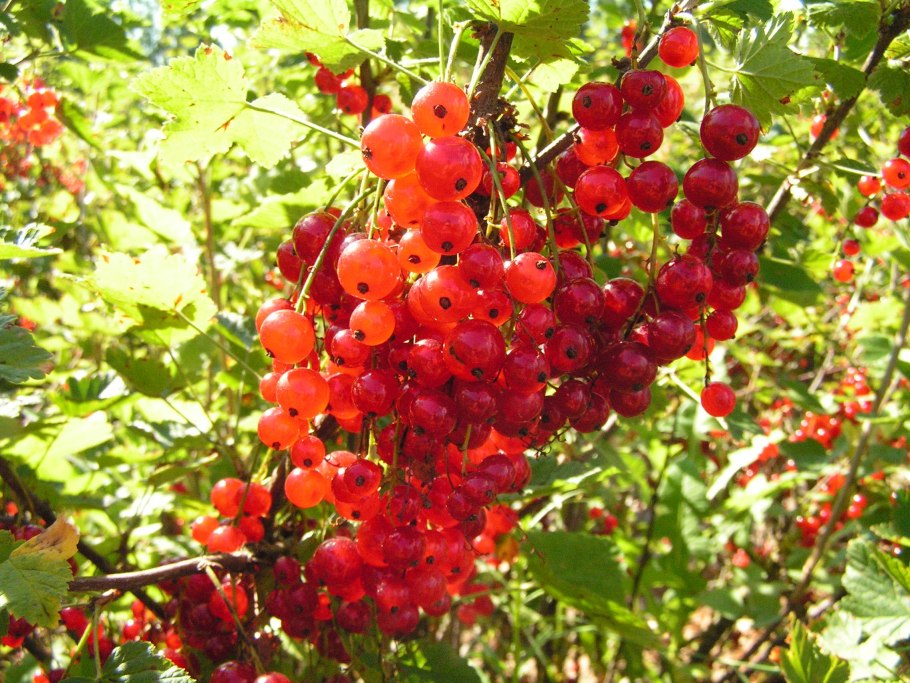 Смородина Джонкер Ван