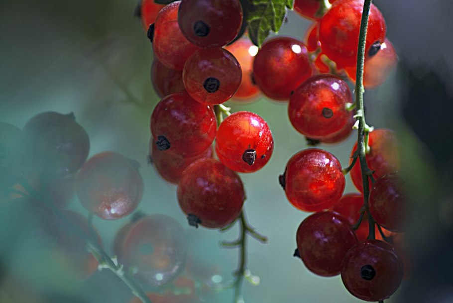 Ягодки красной смородины