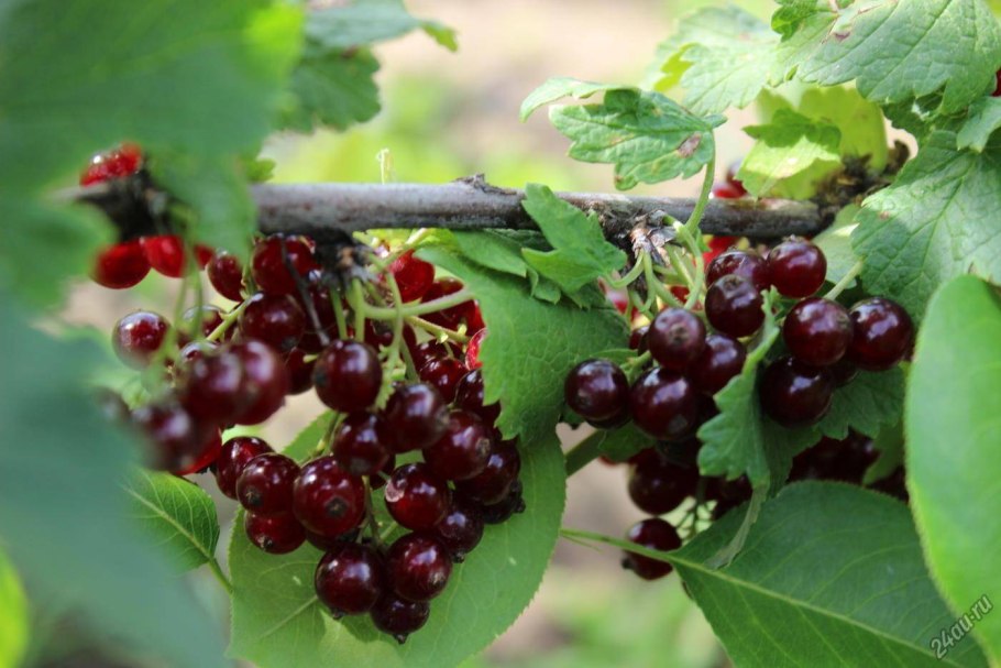 Смородина Виксне