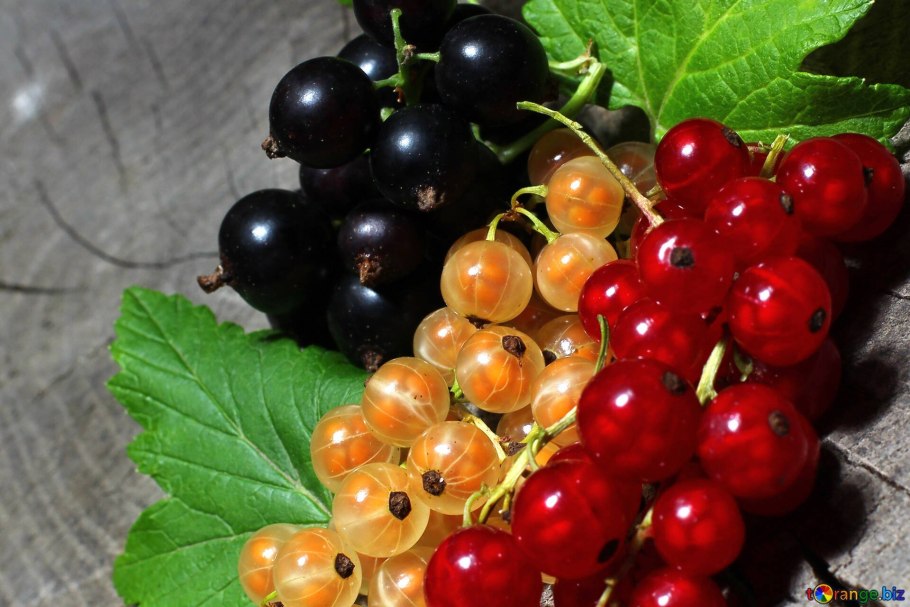 Красная смородина картинки