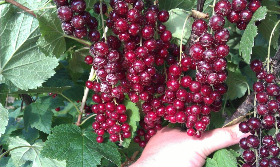 Красная смородина 5ливан