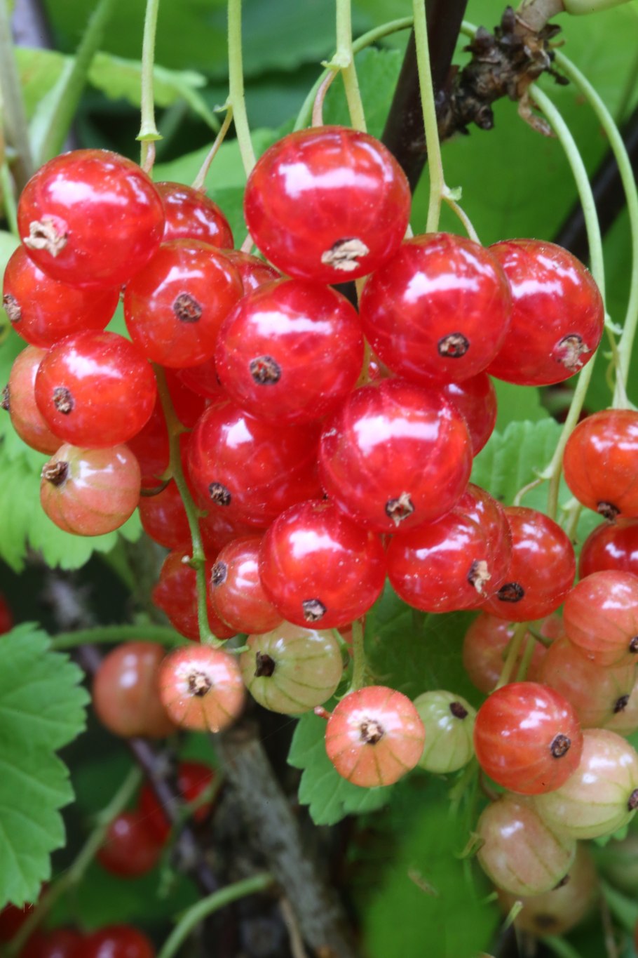 Черри смородина сорт