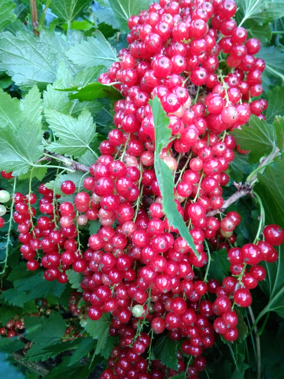 Смородина красная (ribes rubrum &#96;Натали&#96;)