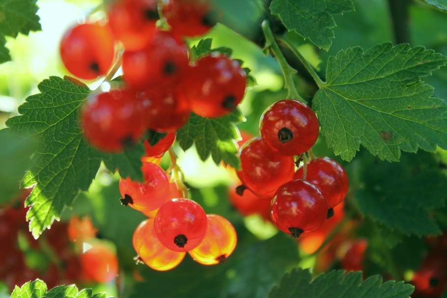 Веточка красной смородины