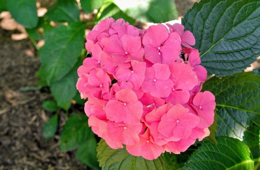 Early Rose гортензия крупнолистная