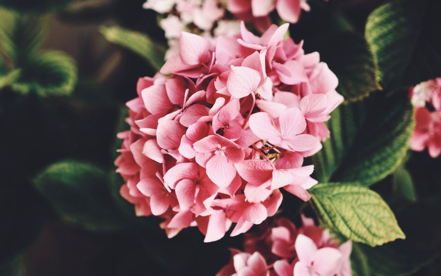 Early Rose гортензия крупнолистная