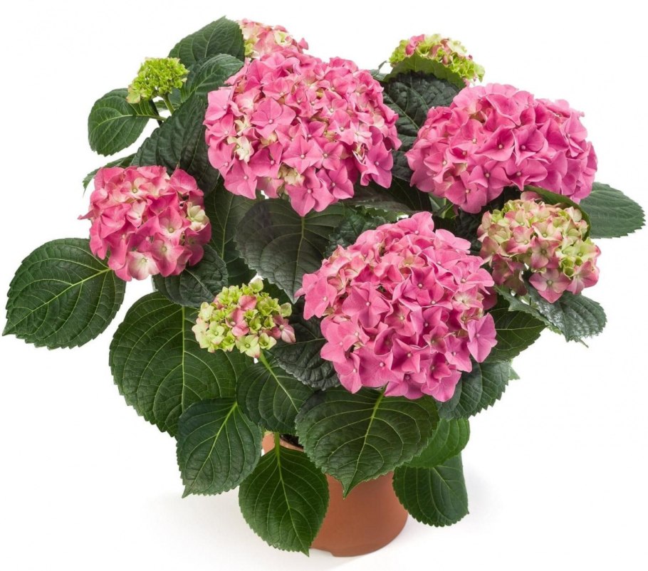 Гортензия сенсейшен