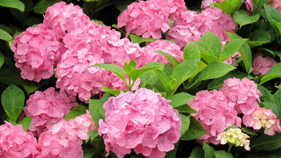 Гортензия Претти Пинк крупнолистная