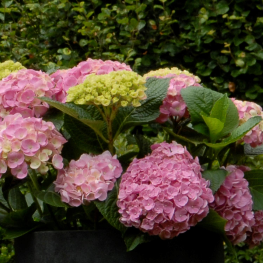 Гортензия крупнолистная 'Fasan'