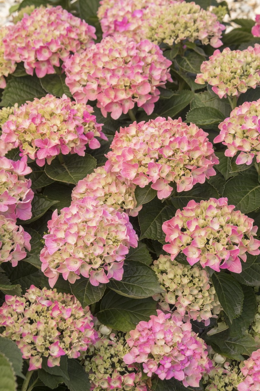 Гортензия крупнолистная Red Baron